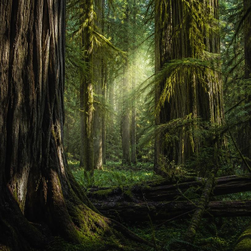 Whispers of the Green Giants