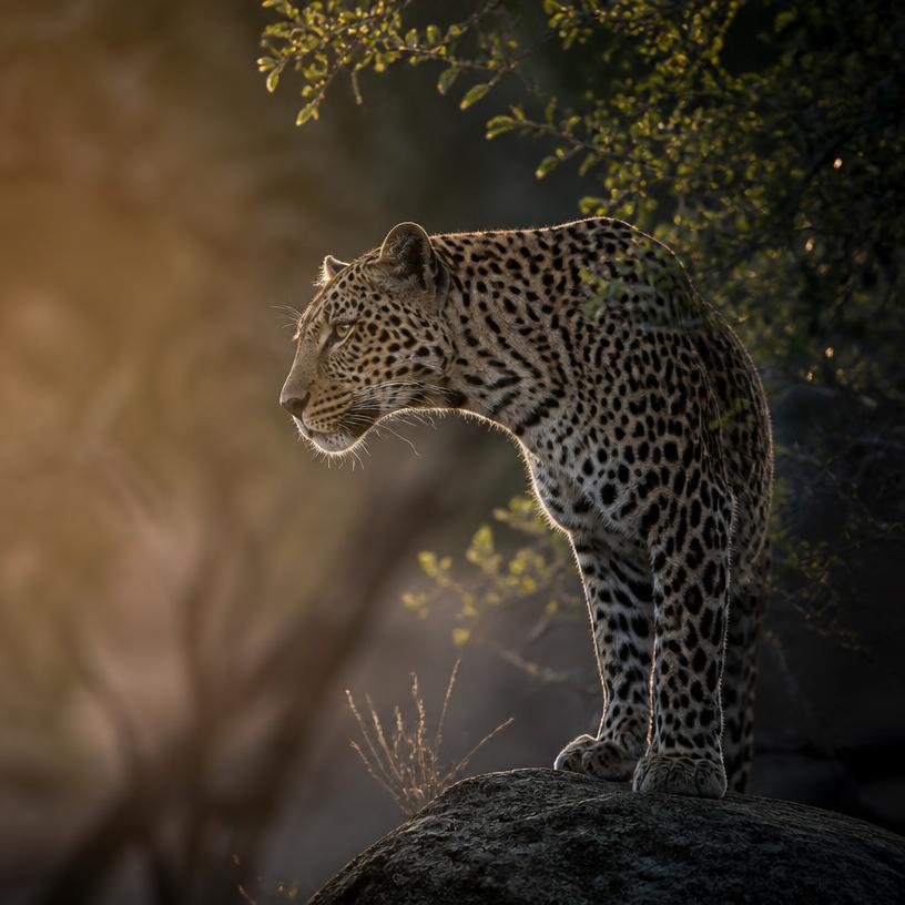 Whispers from the Wild