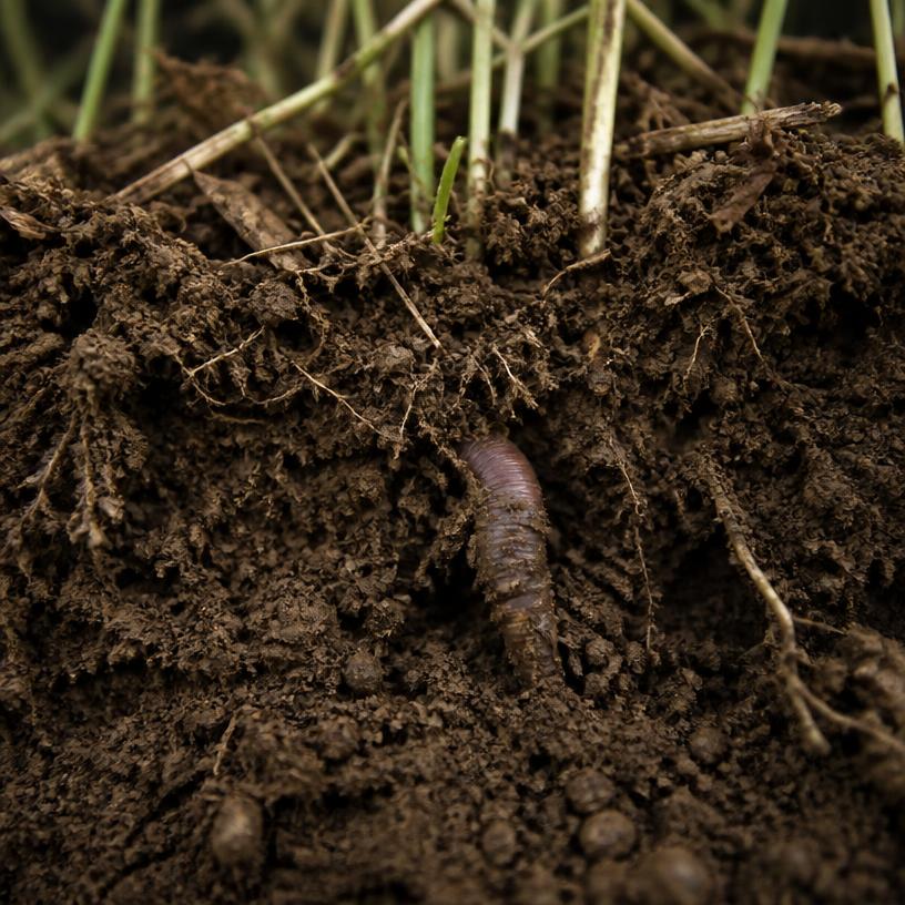 Digging Deep: Uncovering the Secrets of Soil!