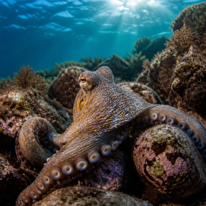 Whispers from the Deep: The Ocean's Hidden Wonders